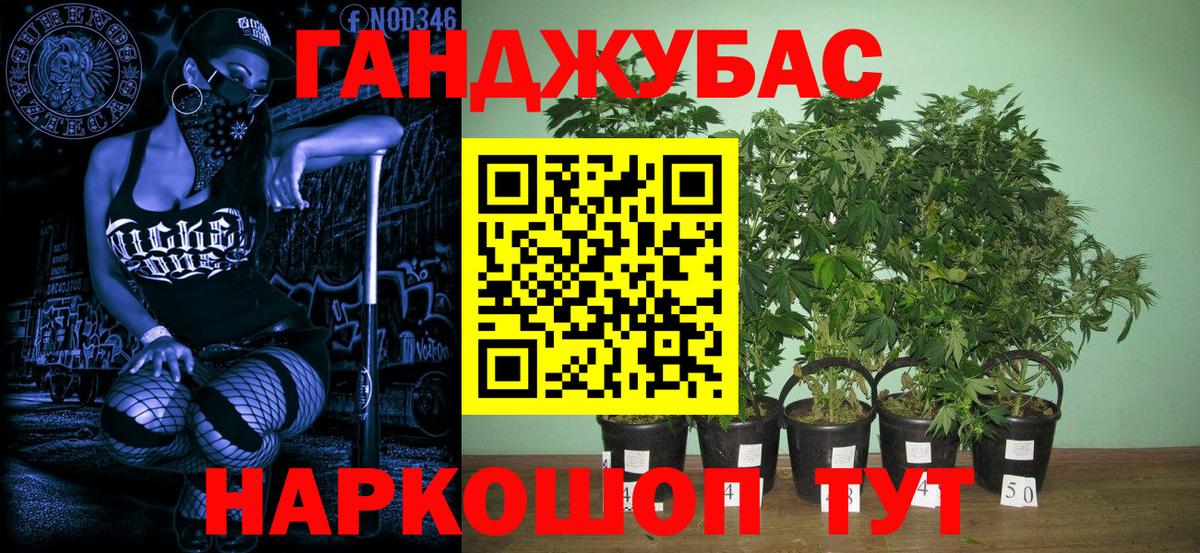 Конопля конопля Донской